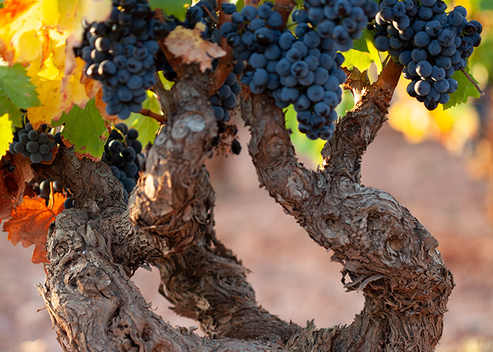 Cepa vieja de garnacha en Fuendejalón